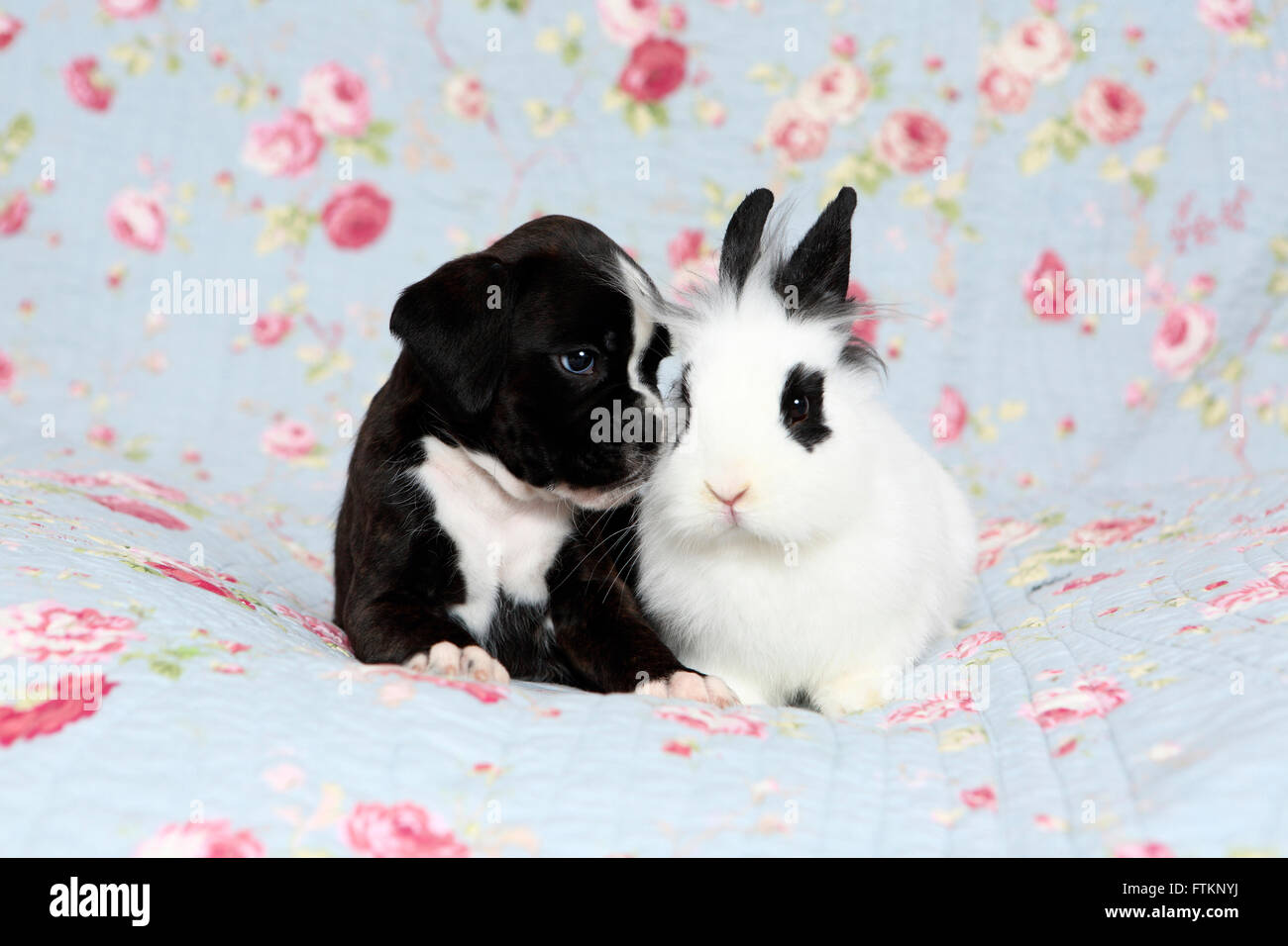 Boxeur allemand. Puppy (6 semaines) auprès de Lionhead rabbit sur une couverture bleue avec des fleurs rose imprimer. Allemagne Banque D'Images