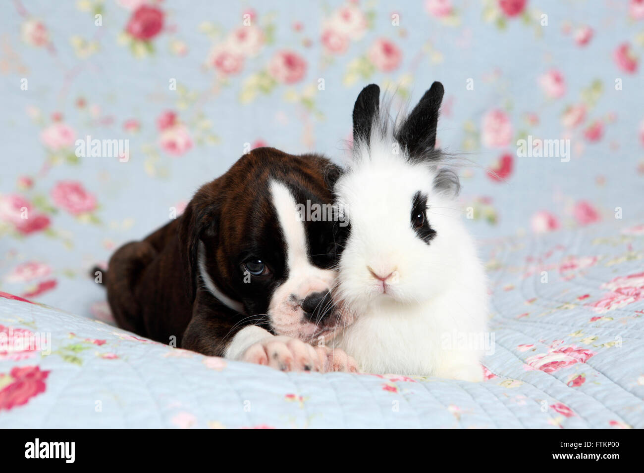 Boxeur allemand. Puppy (6 semaines) auprès de Lionhead rabbit sur une couverture bleue avec des fleurs rose imprimer. Allemagne Banque D'Images