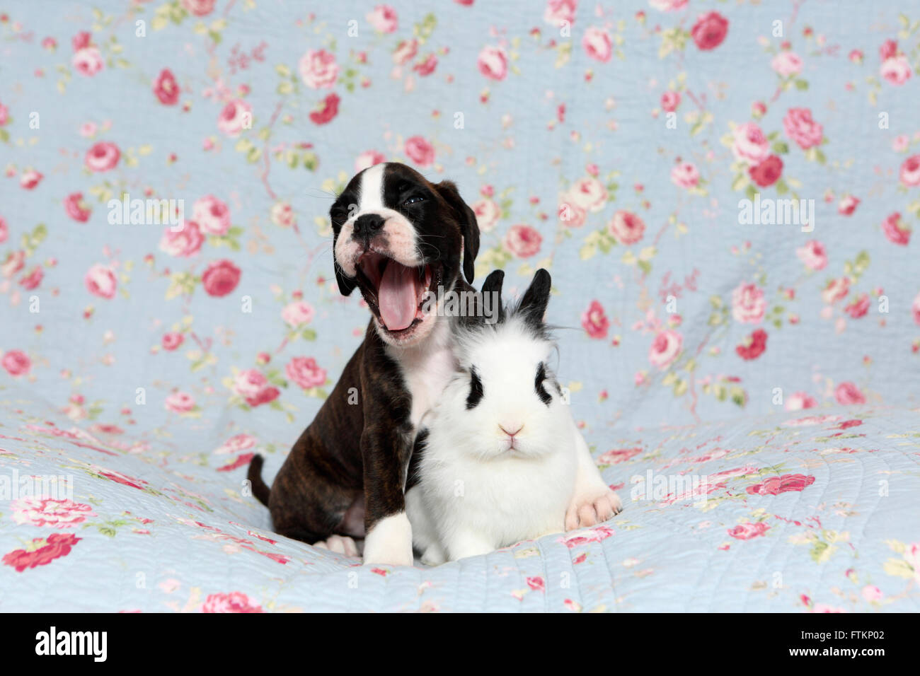 Boxeur allemand. Le bâillement chiot (6 semaines) auprès de Lionhead rabbit sur une couverture bleue avec des fleurs rose imprimer. Allemagne Banque D'Images