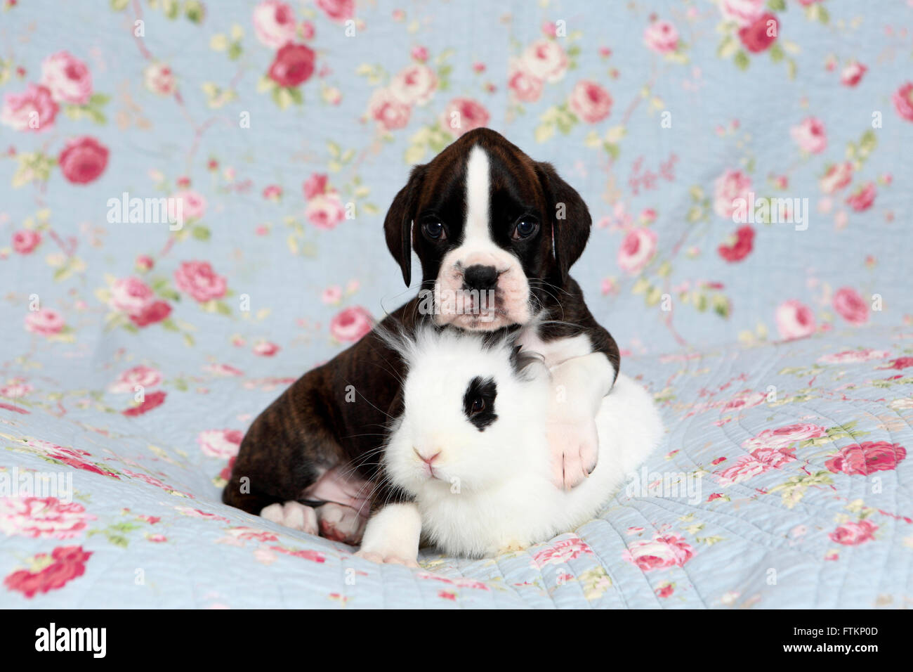 Boxeur allemand. Puppy (6 semaines) auprès de Lionhead rabbit sur une couverture bleue avec des fleurs rose imprimer. Allemagne Banque D'Images