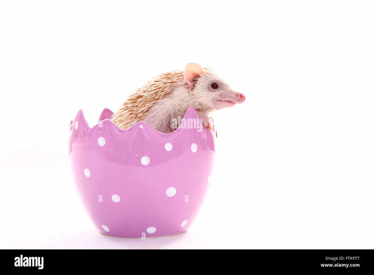 Quatre-toed Hedgehog hérisson pygmée d'Afrique, (Atelerix albiventris). Homme à la recherche d'un pot décoratif, en forme de coquille. Studio photo sur un fond blanc. Allemagne Banque D'Images