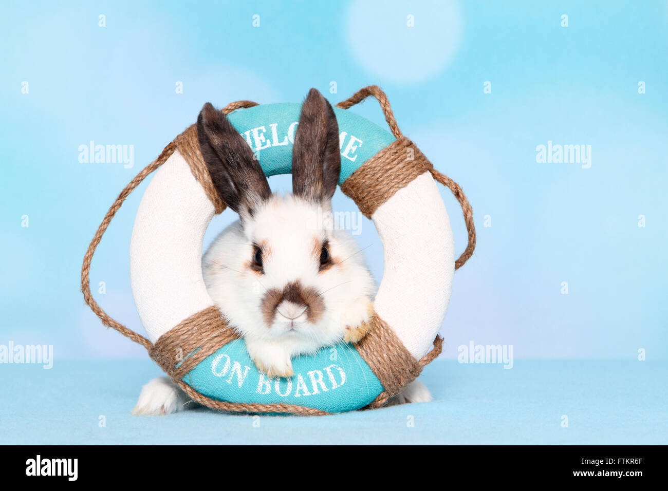 Lapin nain. Les jeunes dans une bouée de sauvetage. Studio photo sur un fond bleu Banque D'Images
