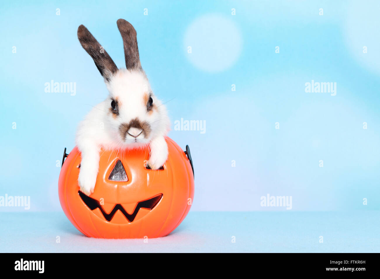 Lapin nain à la recherche d'un Jack-O-Lantern. Studio photo sur un fond bleu. Banque D'Images