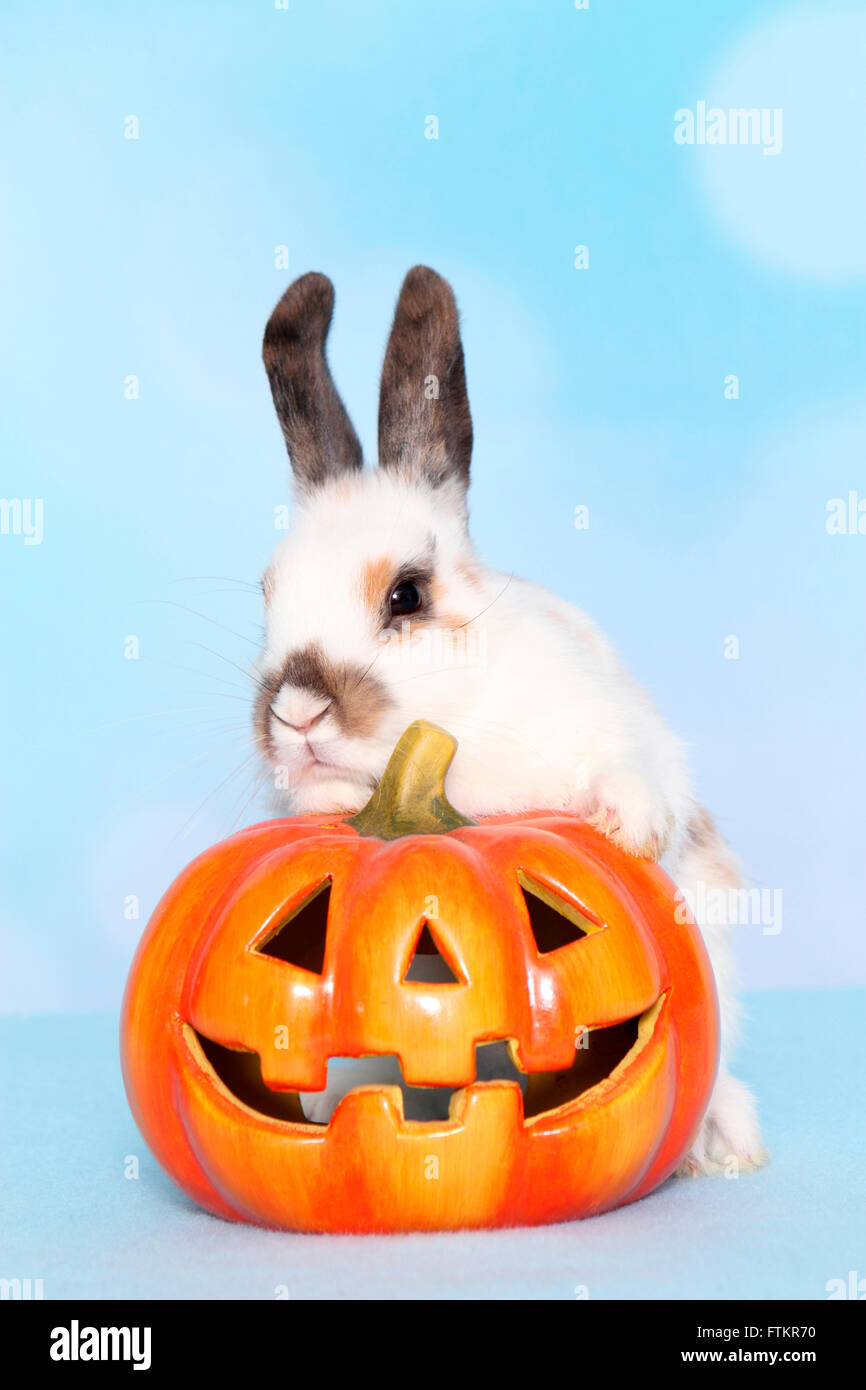 Lapin nain lnext à un jack-O-Lantern. Studio photo sur un fond bleu. Banque D'Images