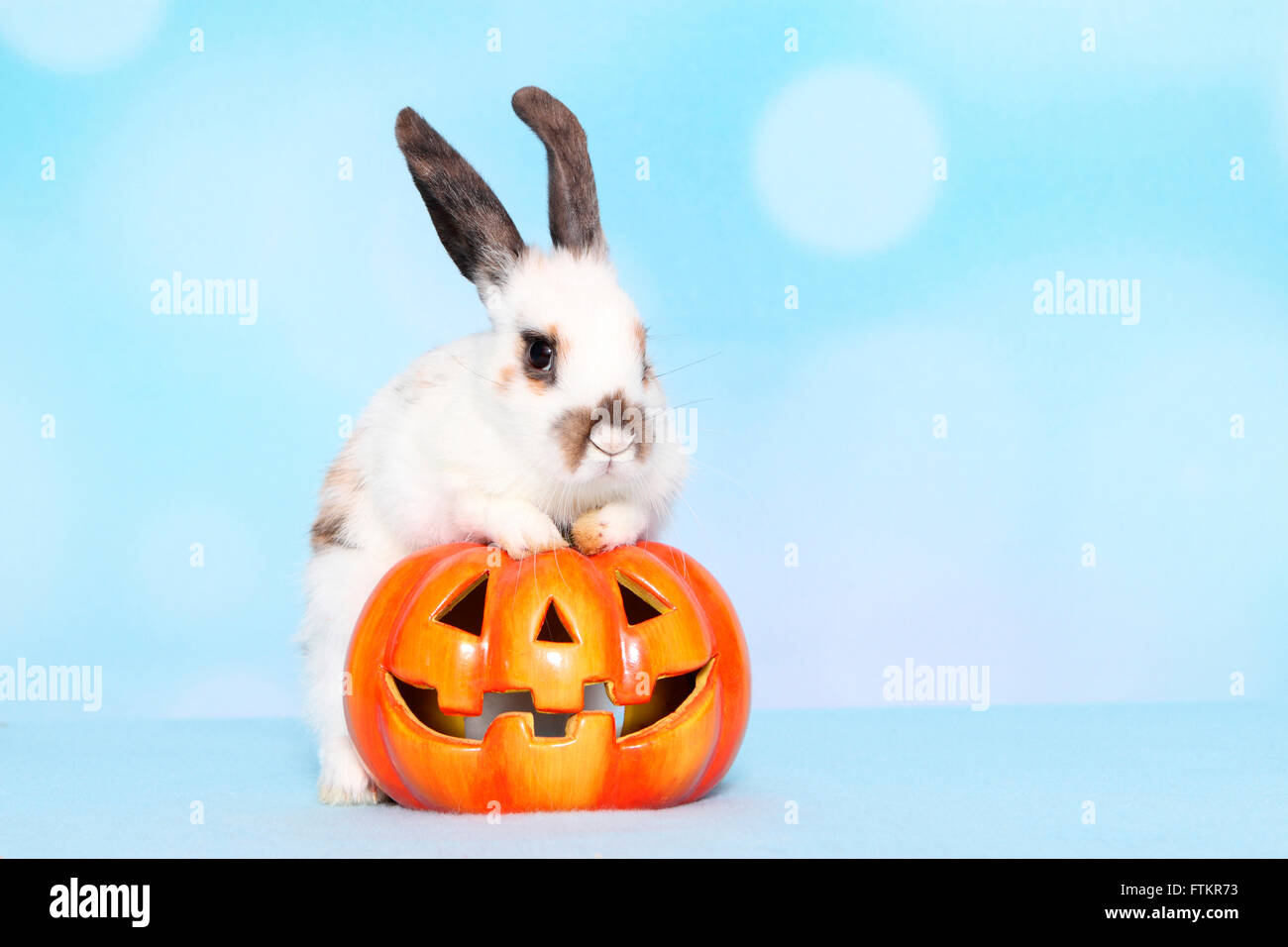 Lapin nain lnext à un jack-O-Lantern. Studio photo sur un fond bleu. Banque D'Images