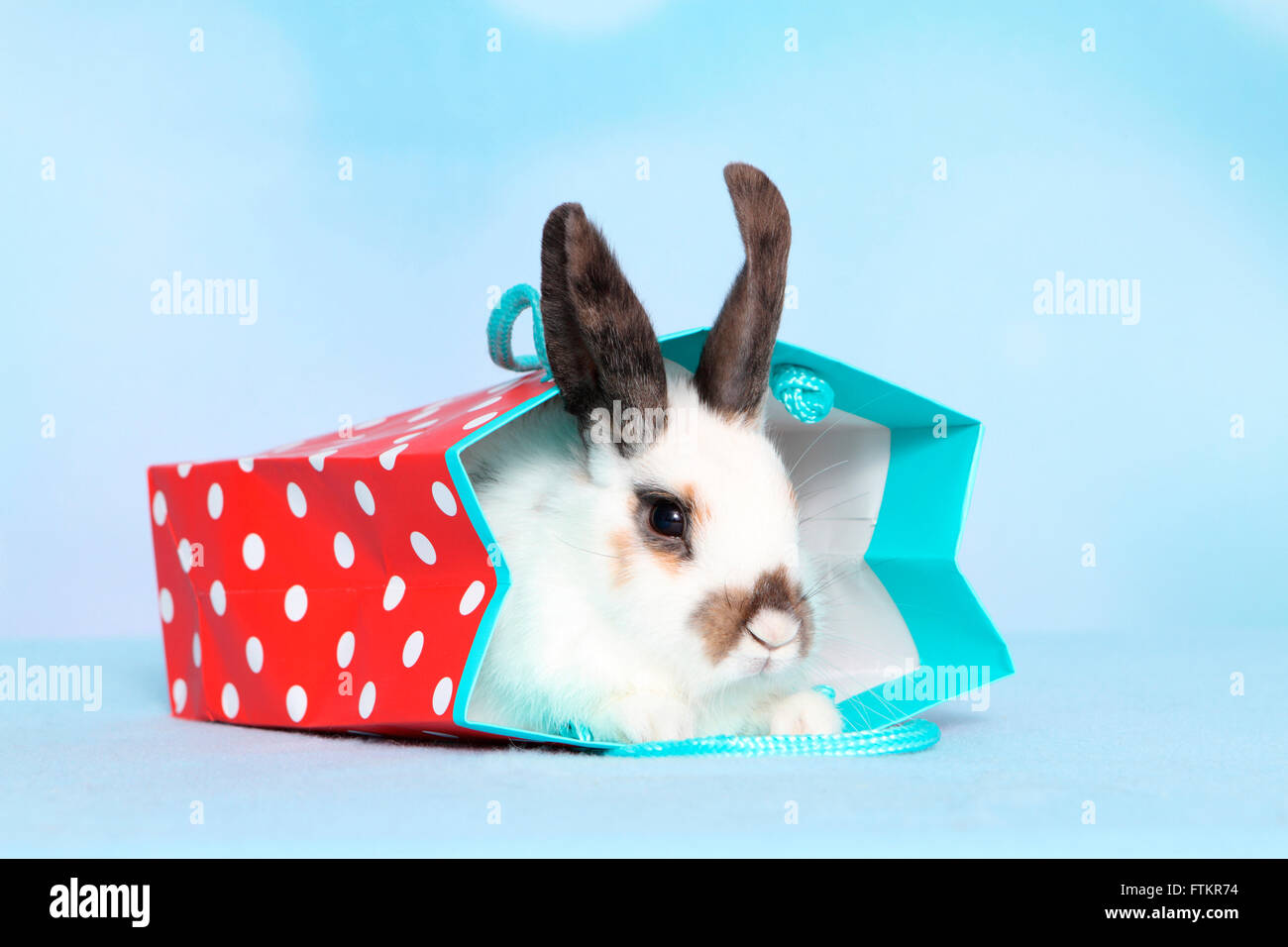 Lapin nain. Les jeunes dans un sac en papier. Studio photo sur un fond bleu Banque D'Images