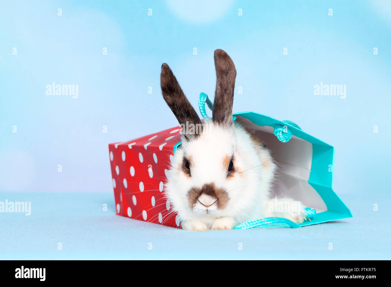 Lapin nain. Les jeunes dans un sac en papier. Studio photo sur un fond bleu Banque D'Images