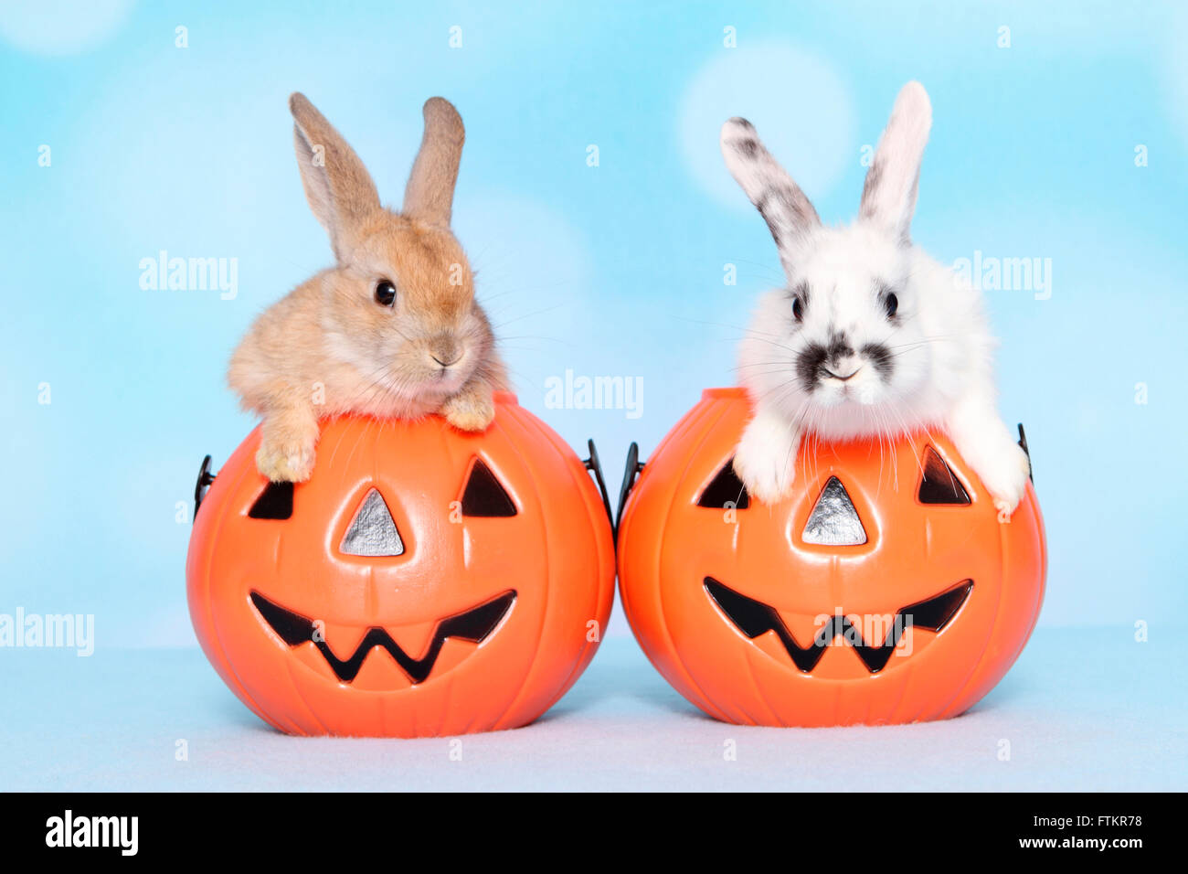 Lapin nain et lapin nain à oreilles lop à partir de Jack-O-lanternes. Studio photo sur un fond bleu Banque D'Images