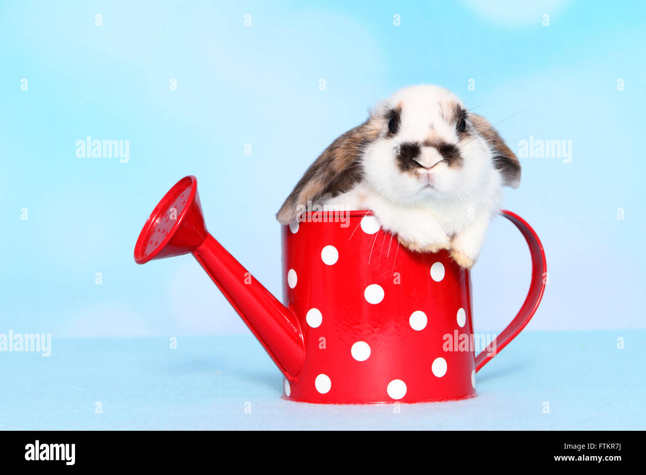 Lop-eared lapin nain. Les jeunes dans un arrosoir rouge à pois blancs. Studio photo sur un fond bleu. Banque D'Images