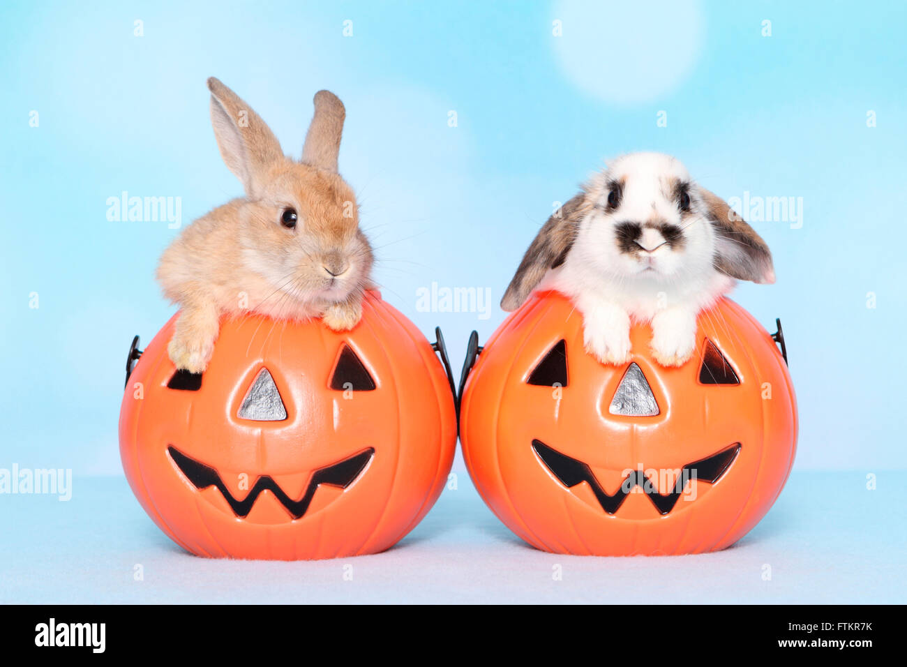 Lapin nain et lapin nain à oreilles lop à partir de Jack-O-lanternes. Studio photo sur un fond bleu Banque D'Images