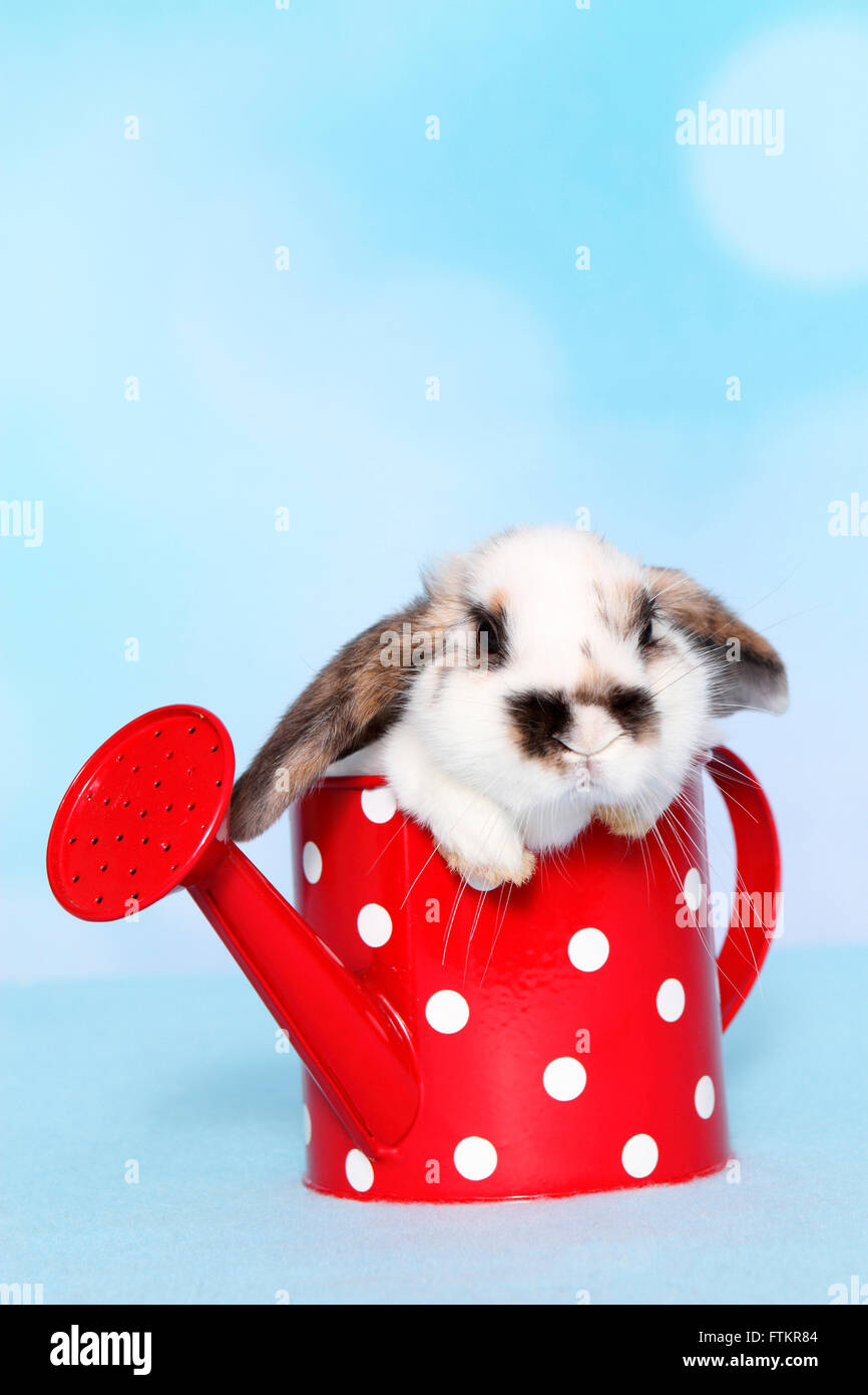 Lop-eared lapin nain. Les jeunes dans un arrosoir rouge à pois blancs. Studio photo sur un fond bleu. Banque D'Images
