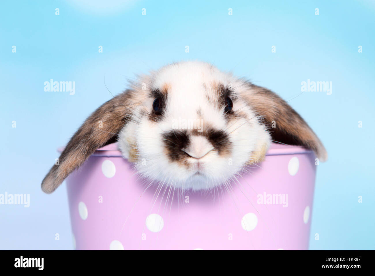 Lop-eared lapin nain. Les jeunes dans un pot violet avec pois blancs. Studio photo sur un fond bleu. Banque D'Images