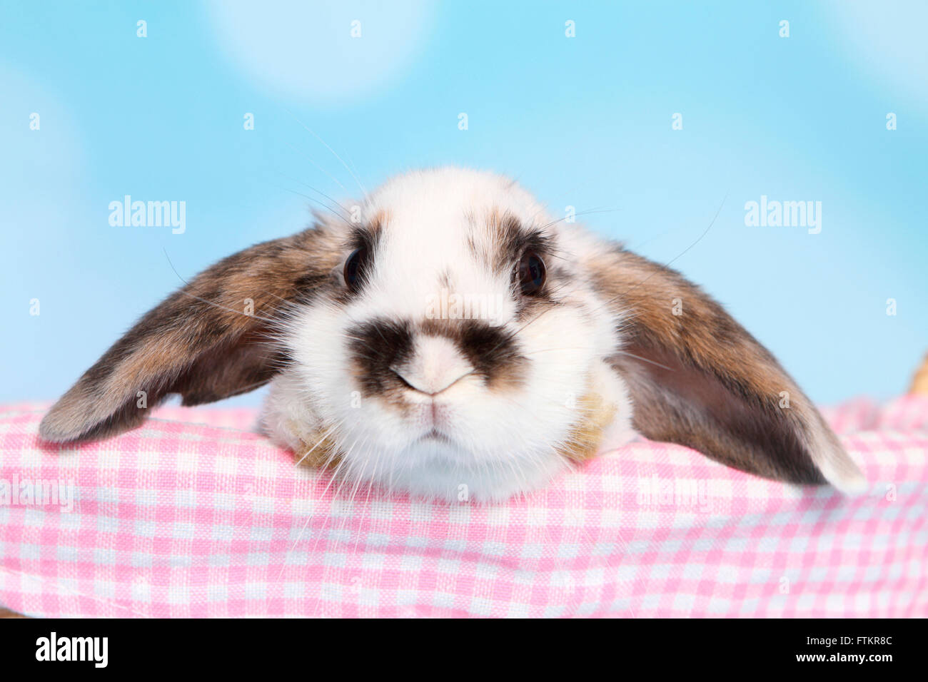 Lop-eared lapin nain. Les jeunes dans un panier en osier. Studio photo sur un fond bleu. Banque D'Images