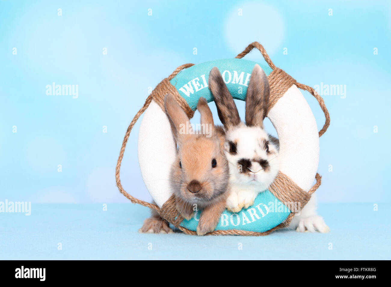 Lapin nain. Deux jeunes dans une bouée de sauvetage. Studio photo sur un fond bleu Banque D'Images
