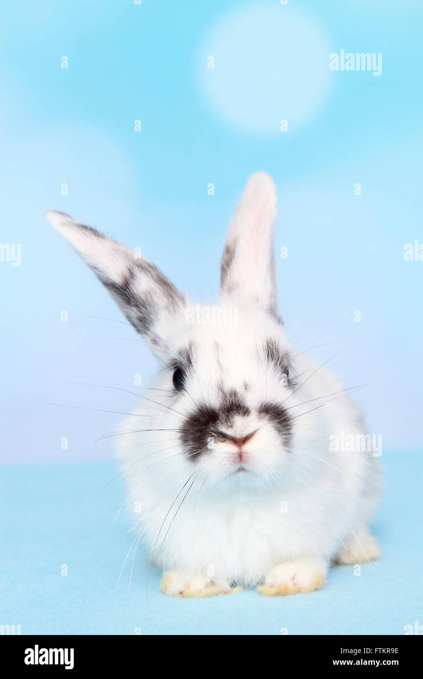 Lapin nain. Les jeunes de mentir. Studio photo sur un fond bleu Banque D'Images