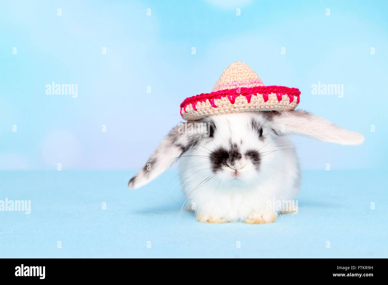 Lapin nain portant un sombrero en bonneterie. Studio photo sur un fond bleu. Banque D'Images