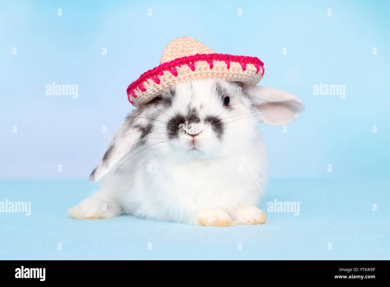 Lapin nain portant un sombrero en bonneterie. Studio photo sur un fond bleu. Banque D'Images