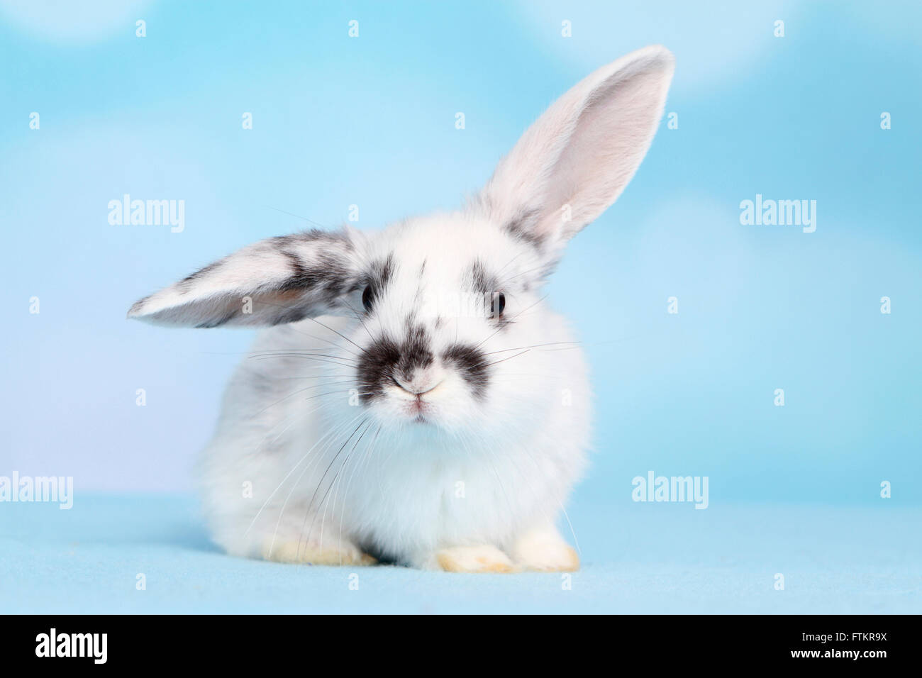 Lapin nain. Les jeunes de mentir. Studio photo sur un fond bleu Banque D'Images