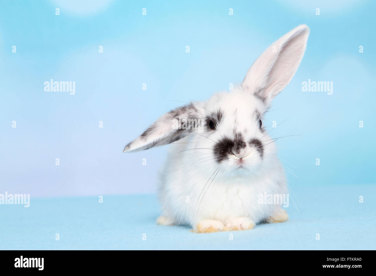 Lapin nain. Les jeunes de mentir. Studio photo sur un fond bleu Banque D'Images