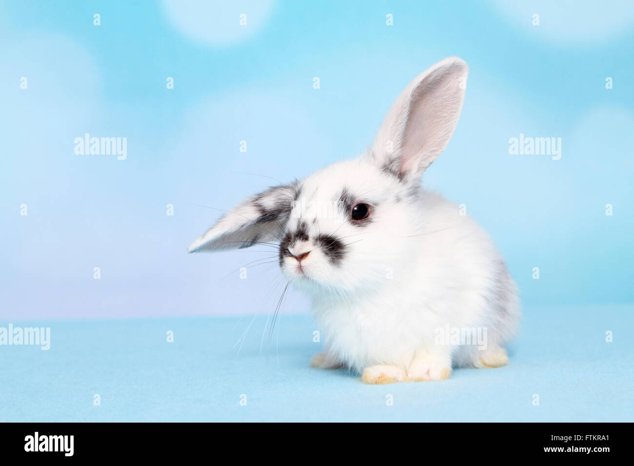 Lapin nain. Les jeunes de mentir. Studio photo sur un fond bleu Banque D'Images