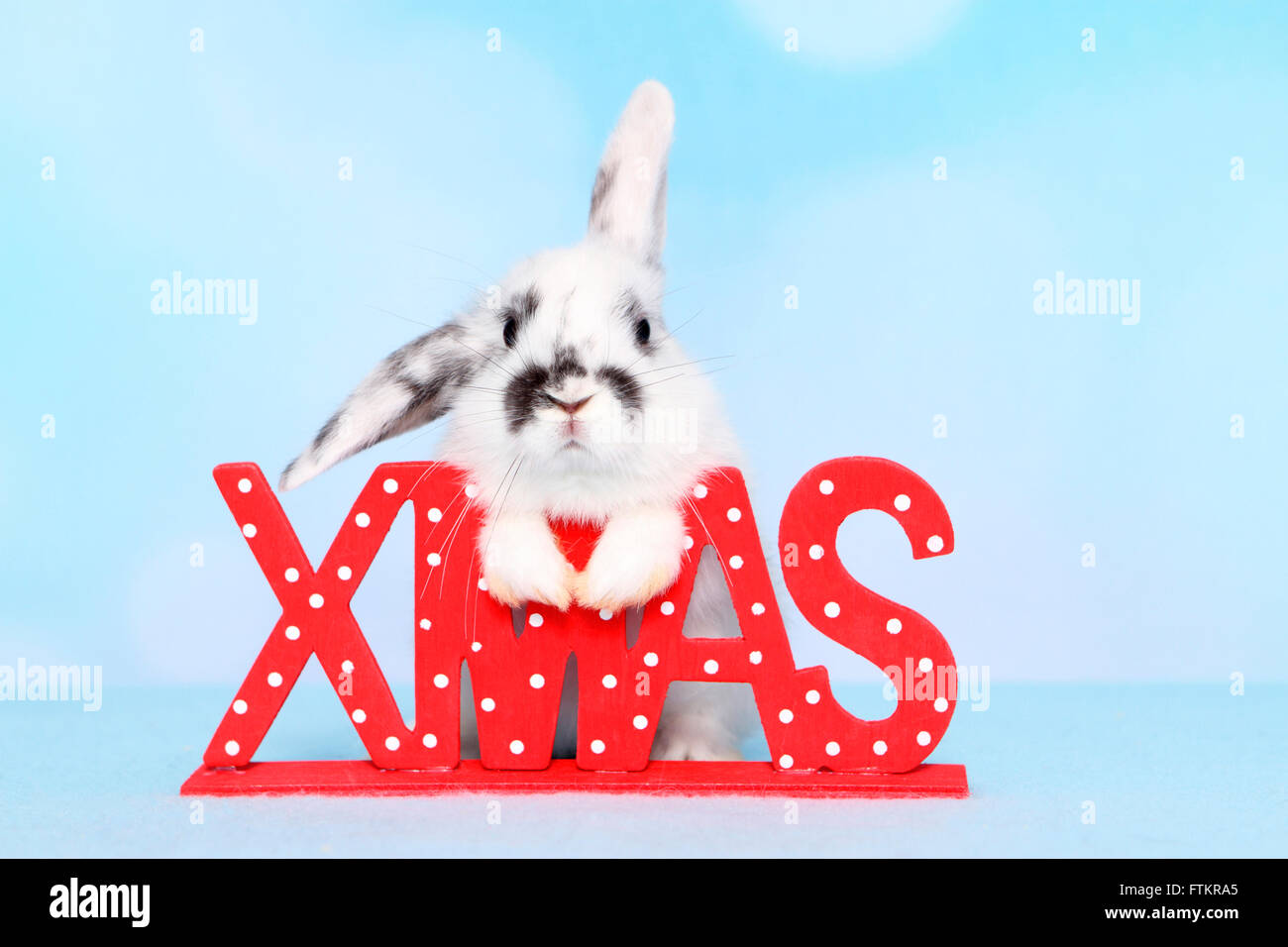 Jeune lapin nain à côté des lettres Noël. Studio photo sur un fond bleu. Banque D'Images