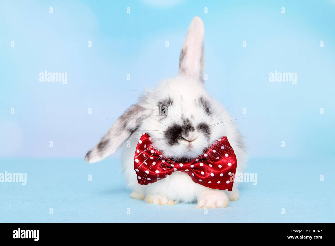 Lapin nain. Les jeunes portant nœud Papillon rouge avec pois blancs. Studio photo sur un fond bleu Banque D'Images