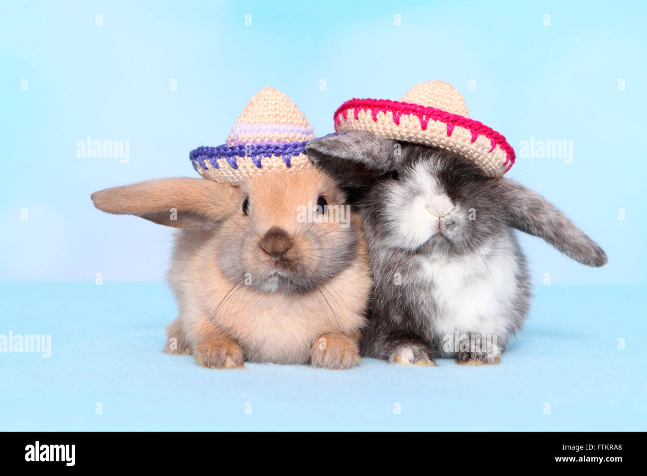 Lapin nain. Deux personnes portant des sombreros en bonneterie. Studio photo sur un fond bleu. Banque D'Images