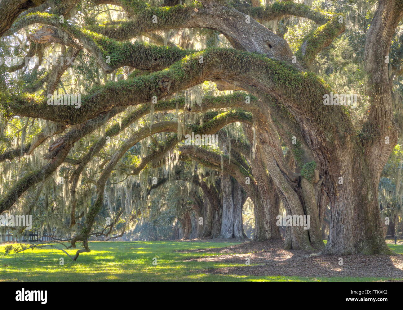 Live Oak Tree - Charleston avenue chênes vivent avec la mousse espagnole Banque D'Images