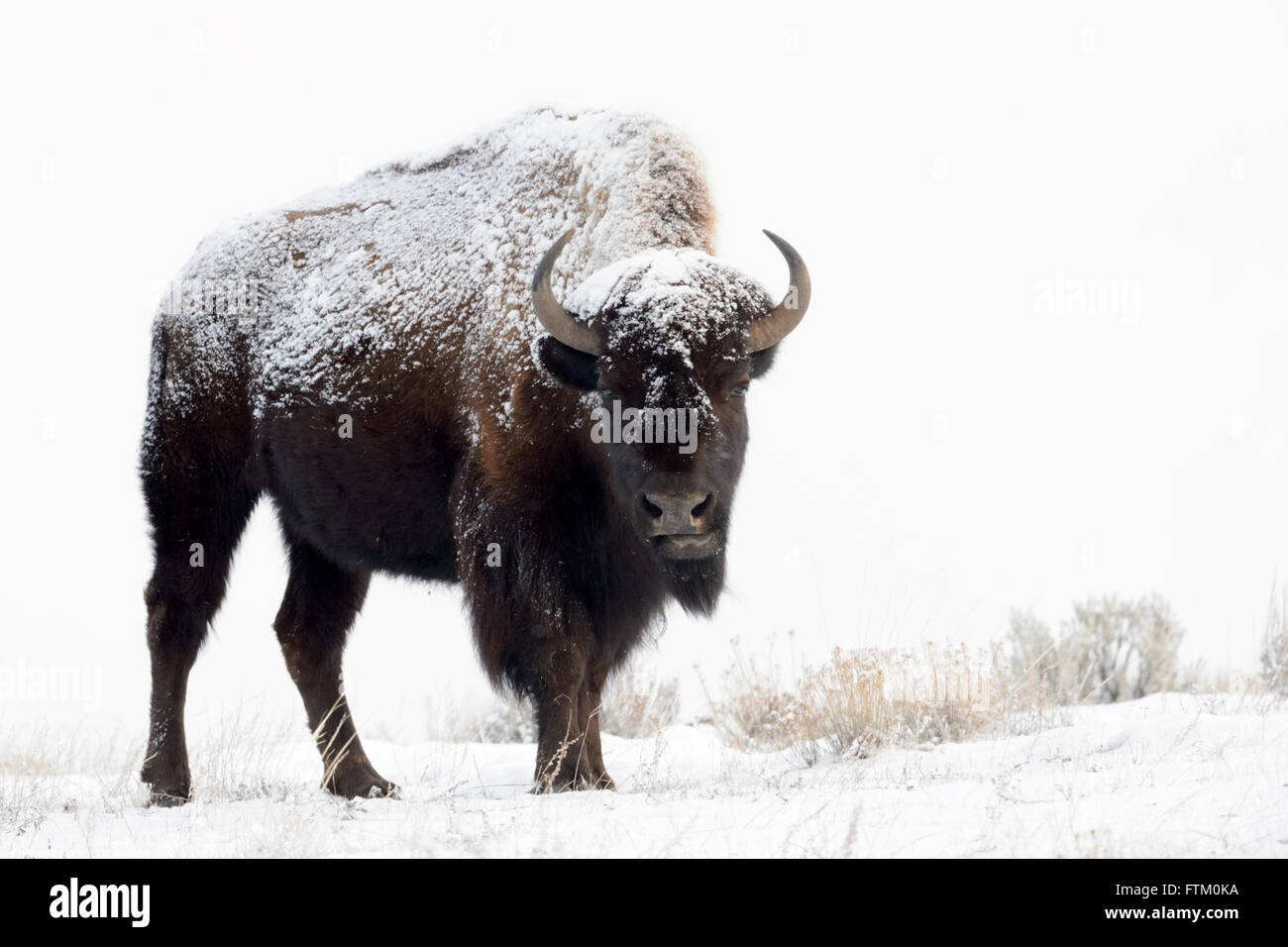 Le bison d'Amérique (Bison bison), debout dans la neige, Lamar Valley, le Parc National de Yellowstone, Wyoming, Montana, USA Banque D'Images