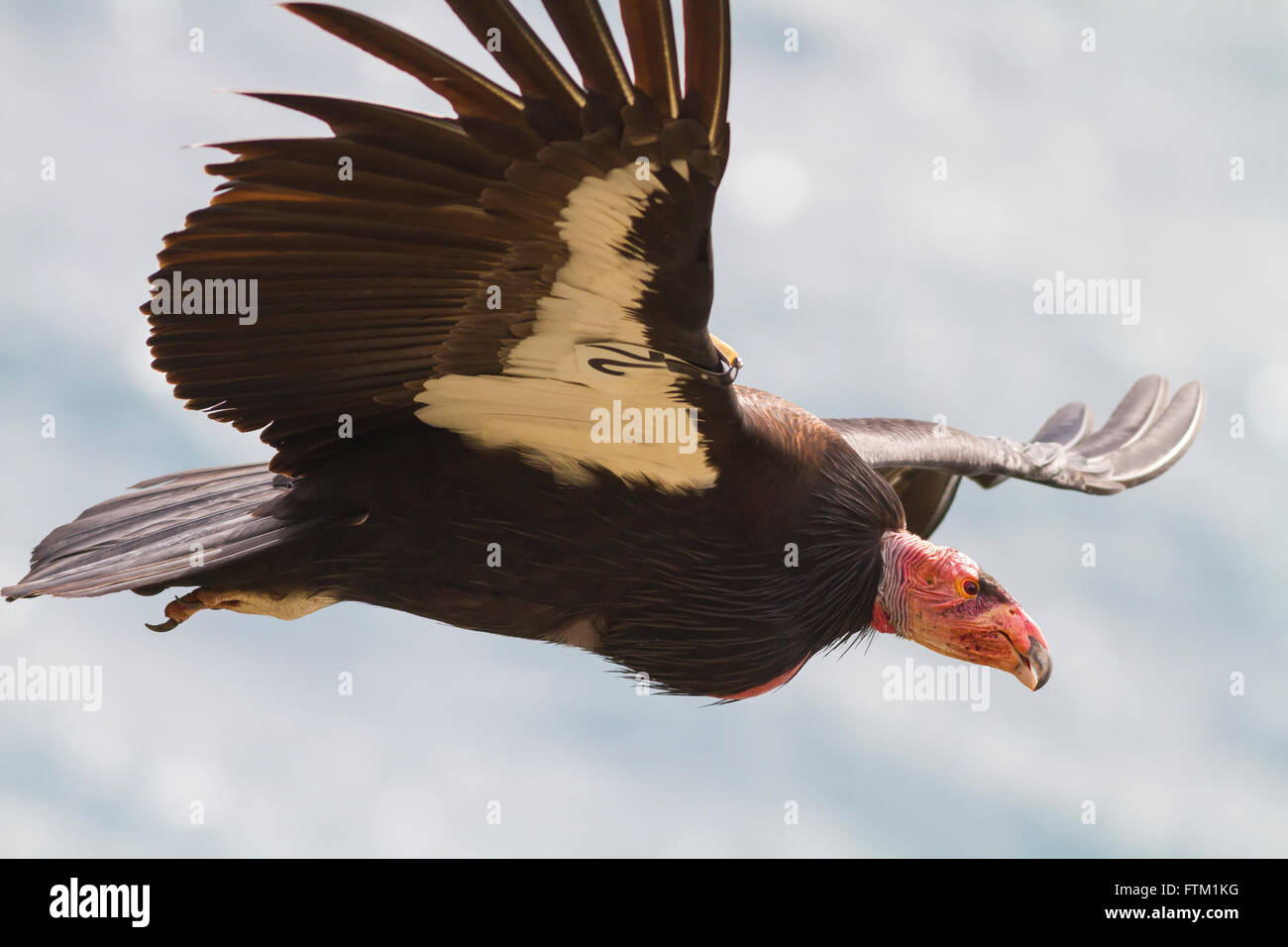 Condor de Californie volant à Big Sur, Californie, USA Banque D'Images