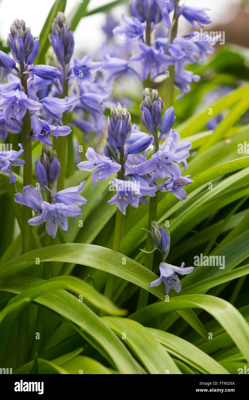 Hyacinthoides hispanica. Bluebells espagnol dans un jardin. Les espèces végétales envahissantes Banque D'Images