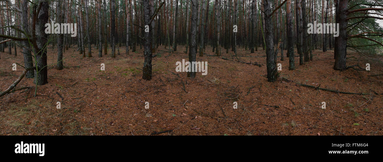 Spooky forêt sombre avec de mystérieux homme marchant sur un chemin d'halloween theme Banque D'Images