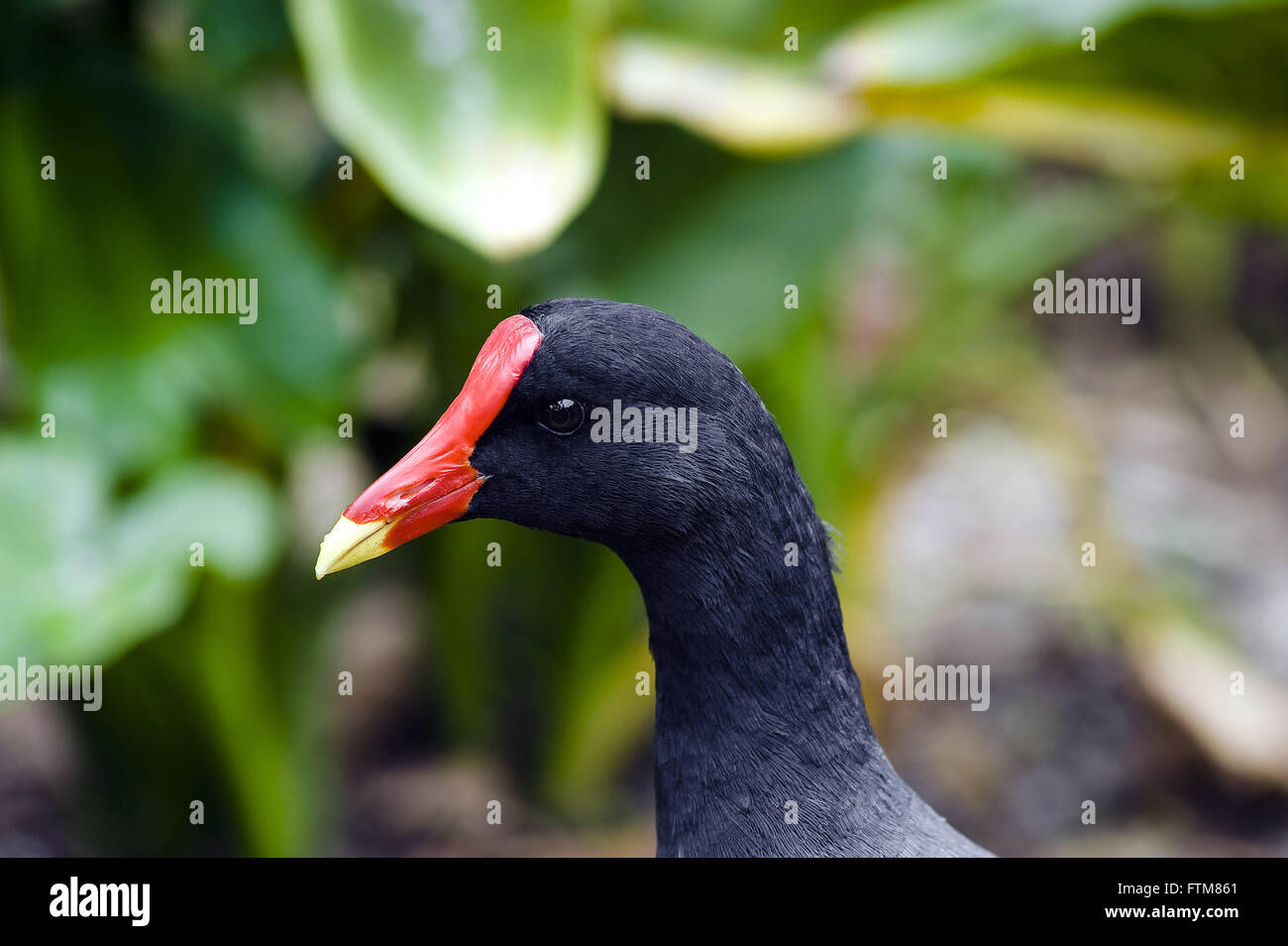 Gallinule poule d’eau Banque D'Images
