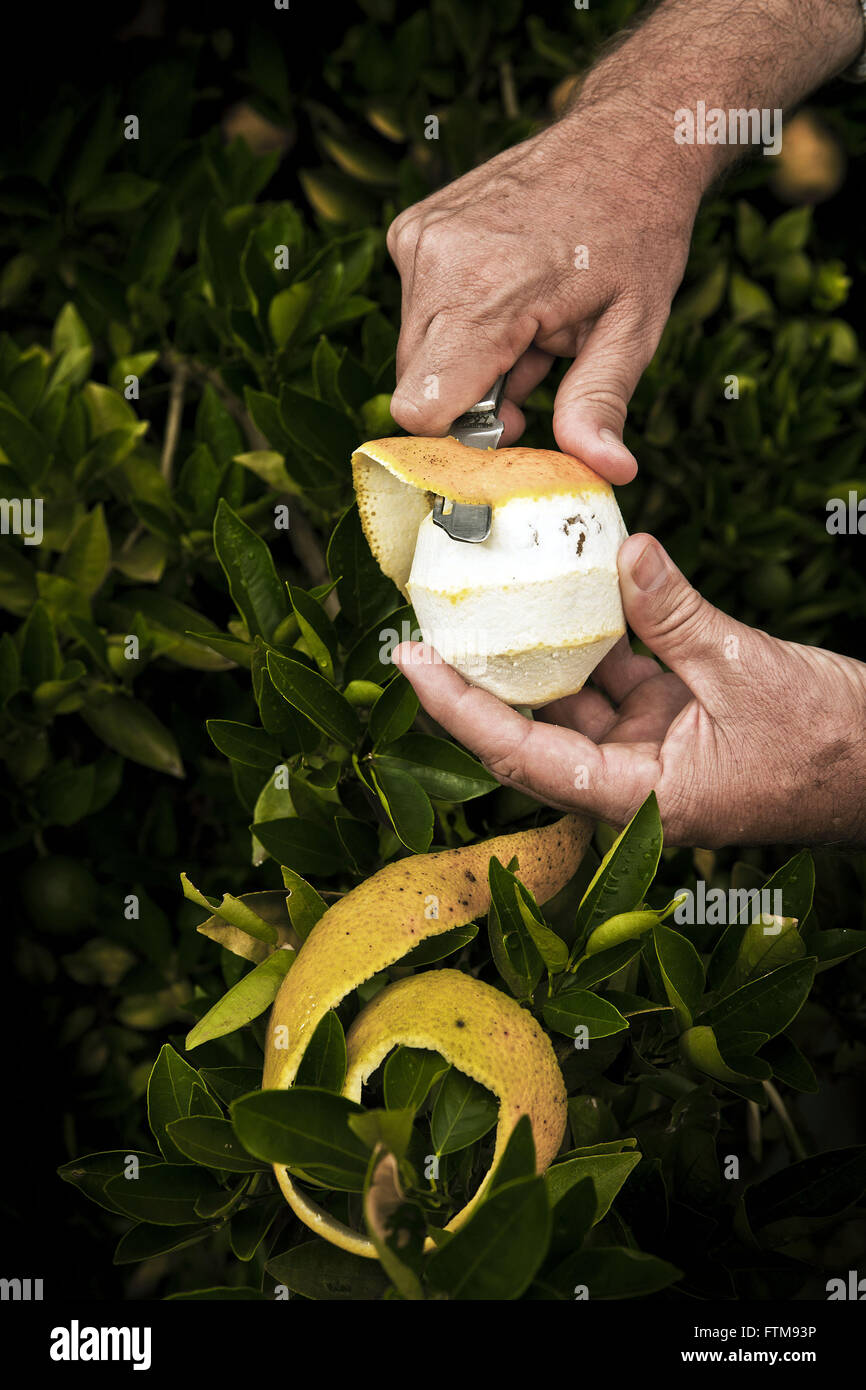 Laranja sendo descascada Banque D'Images