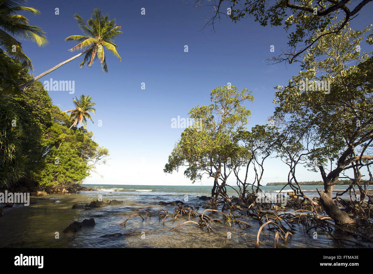 La végétation de la mangrove dans la plage de Bainema - Boipeba - Tinhare Archipel Banque D'Images