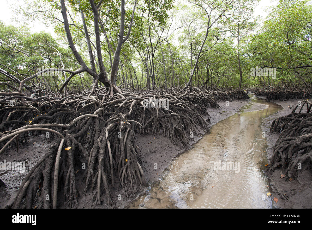 Les mangroves au sud de Boipeba - Tinhare Archipel Banque D'Images