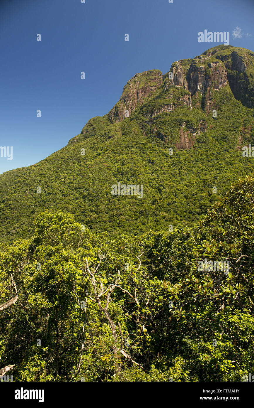 La végétation de la forêt atlantique dans le parc d'état de pic Palumbo Serra do Mar Banque D'Images