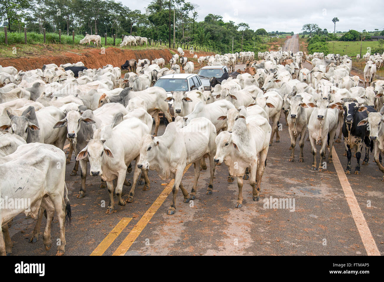 La conduite d'entourage du bétail dans la MT-208 autoroute obstruer le passage de voiture Banque D'Images