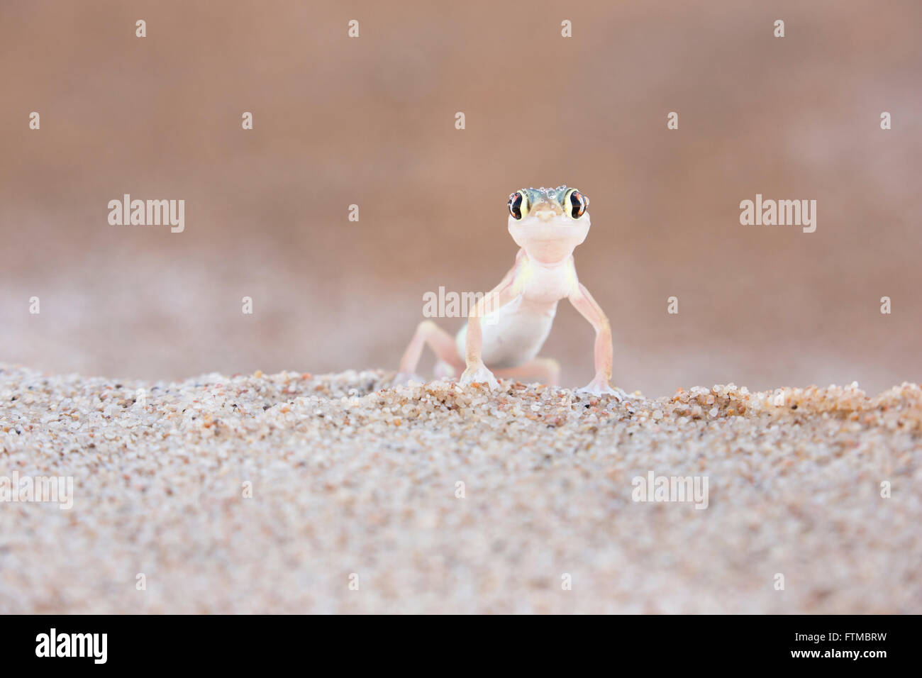 Palmato Gecko debout sur une dune de sable et regardant la caméra Banque D'Images