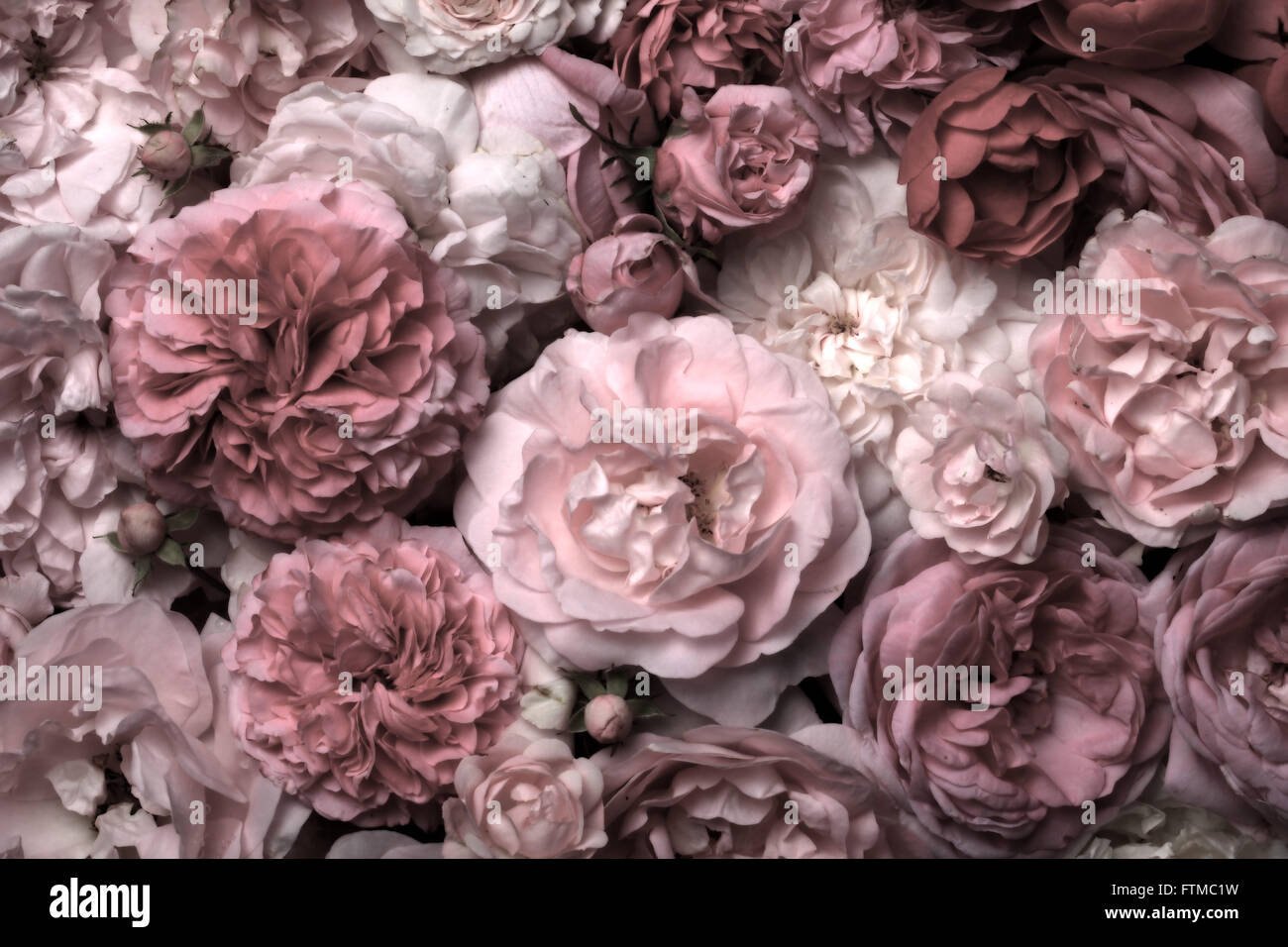 Image de texture de fond roses vintage rose. Banque D'Images