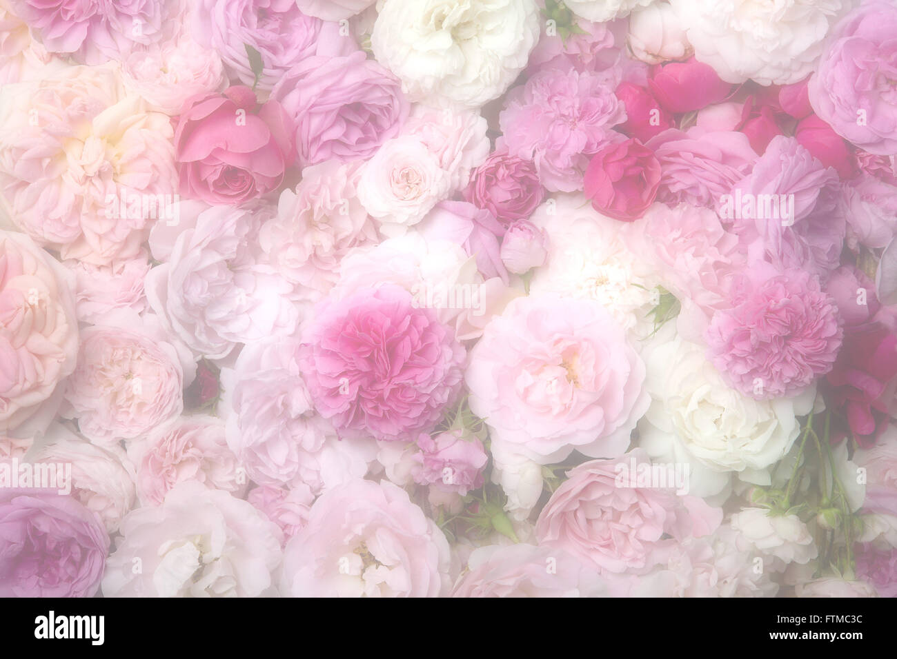 Droit de nostalgie vintage rose et blanc bourgeons roses. Banque D'Images
