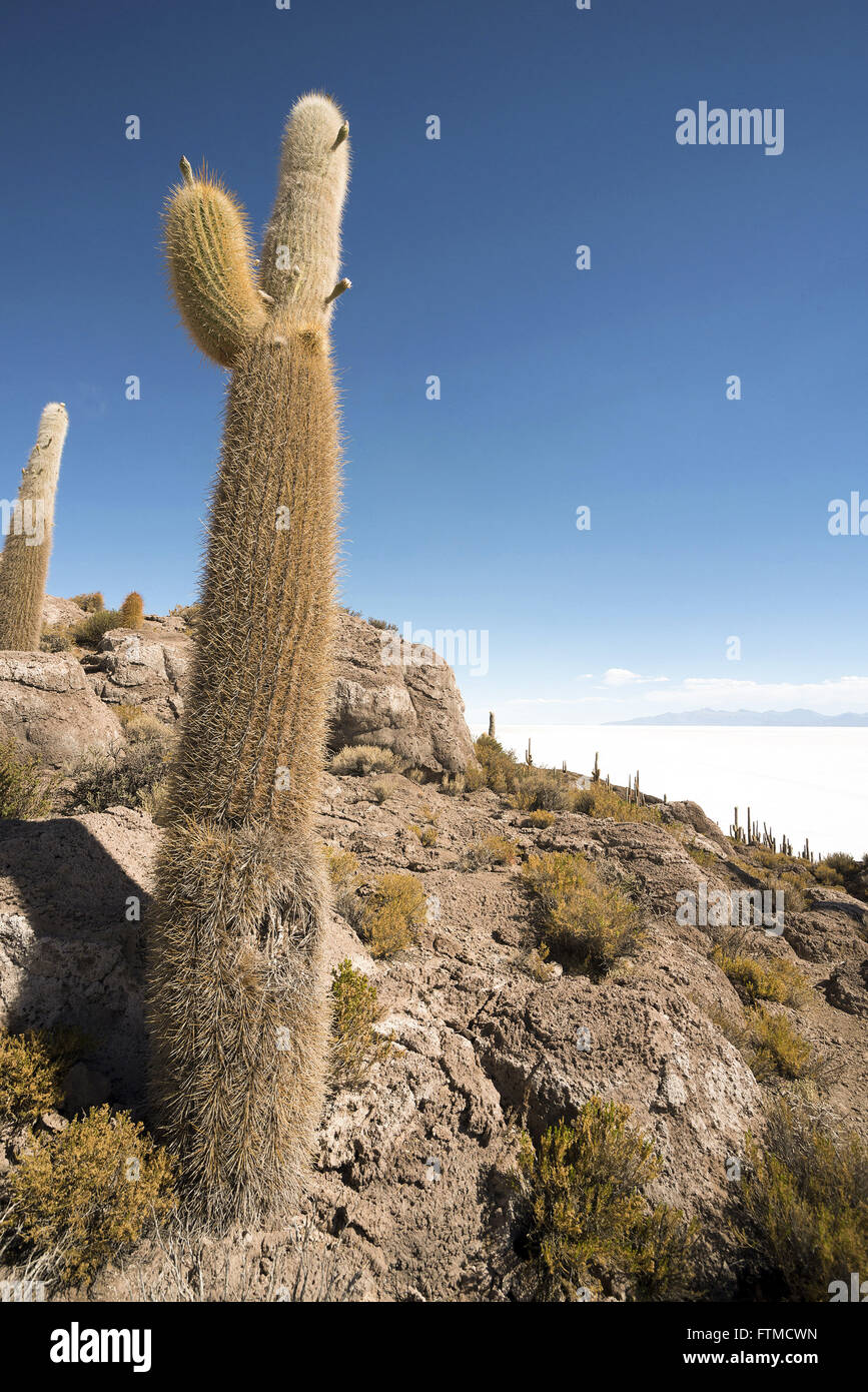 L'île de Incahuasi au centre du Salar de Uyuni situé dans l'altiplano bolivien Banque D'Images
