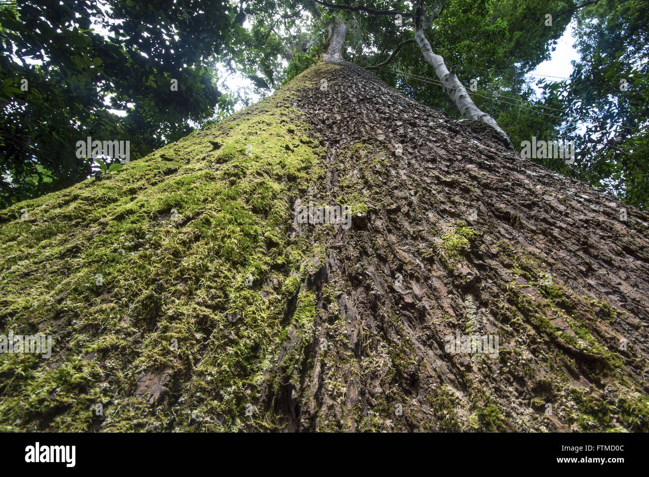 Vista de Baixo com musgo e tronco de castanheira em destaque na floresta amazonica Banque D'Images
