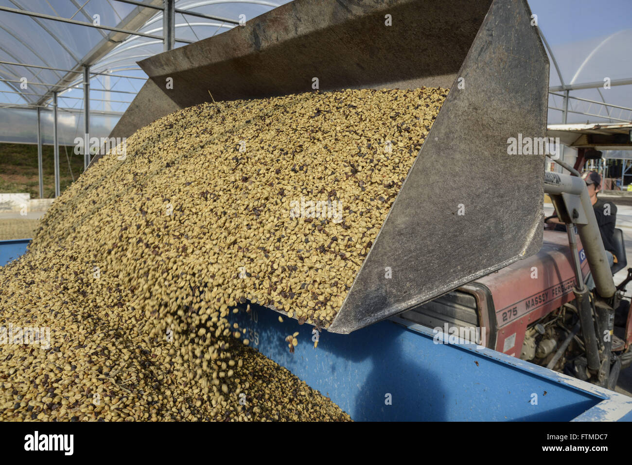 Le téléchargement de grains de café arabica récoltés Banque D'Images