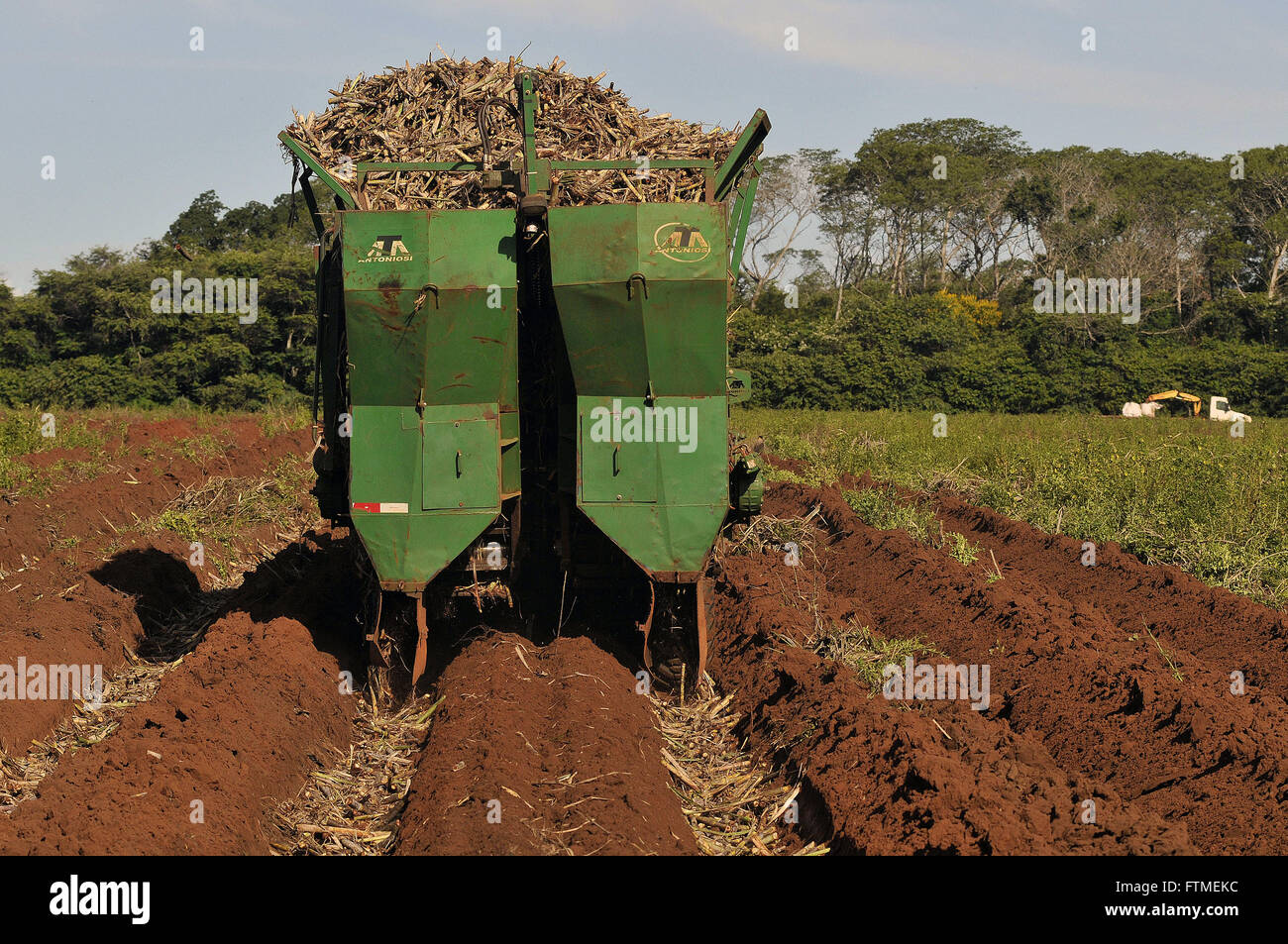 La plantation mécanisée de la canne à sucre Banque D'Images