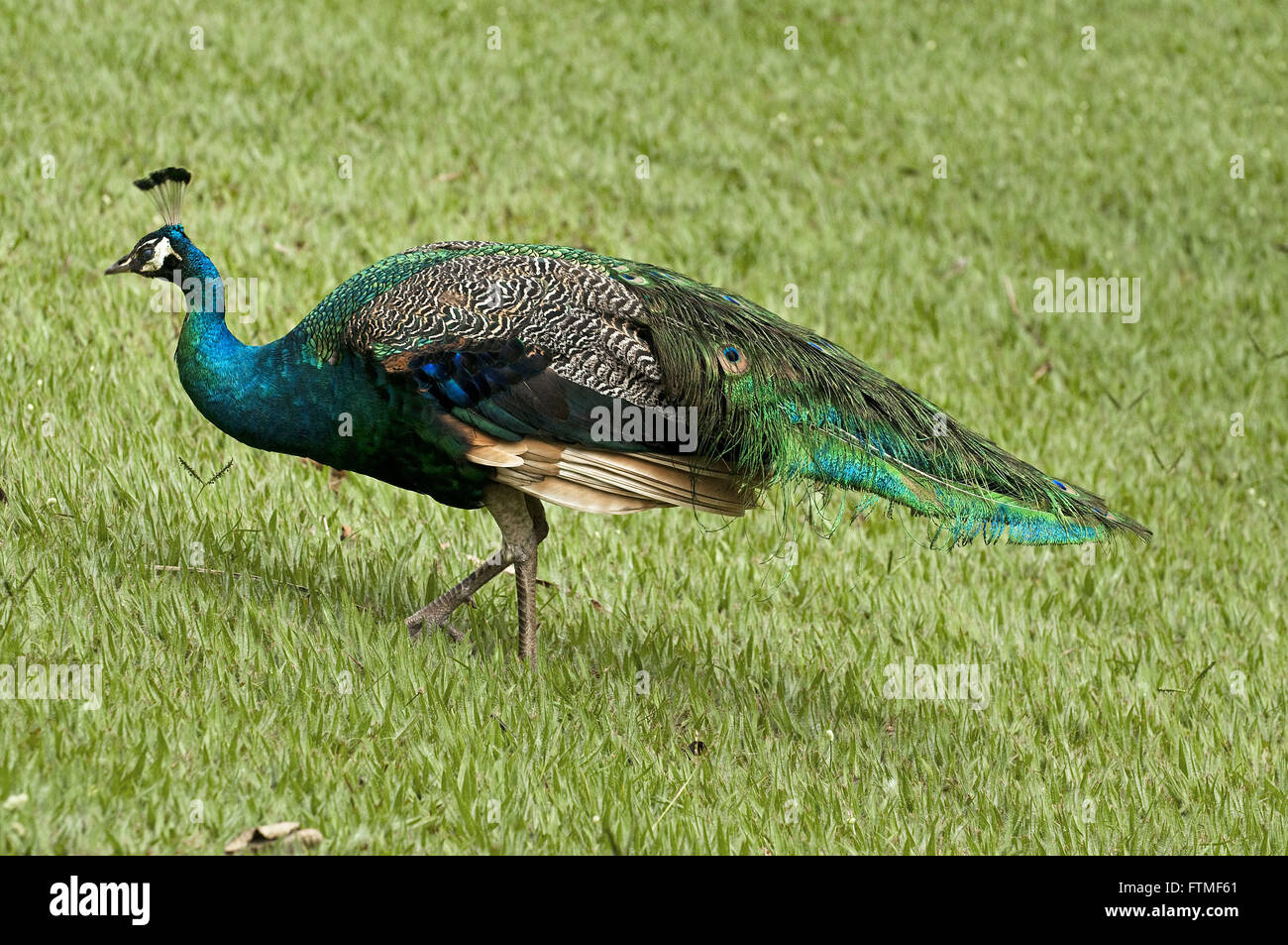 - Pavo cristatus paon Banque D'Images
