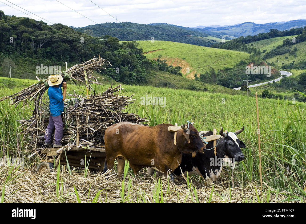 La coupe et le transport du sucre de canne pour le cours Cachaca - Alambiqueiro Banque D'Images