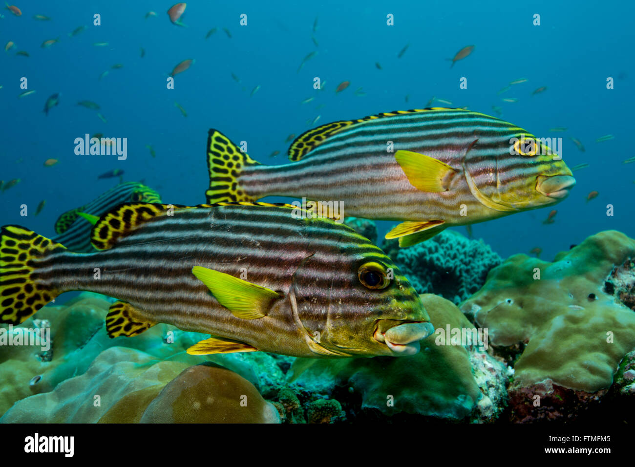 Paire de gaterins orientaux. Banque D'Images