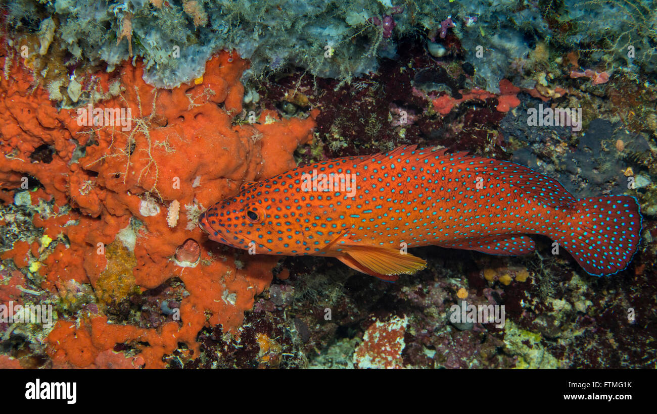 Le mérou de corail sur les récifs coralliens. Banque D'Images