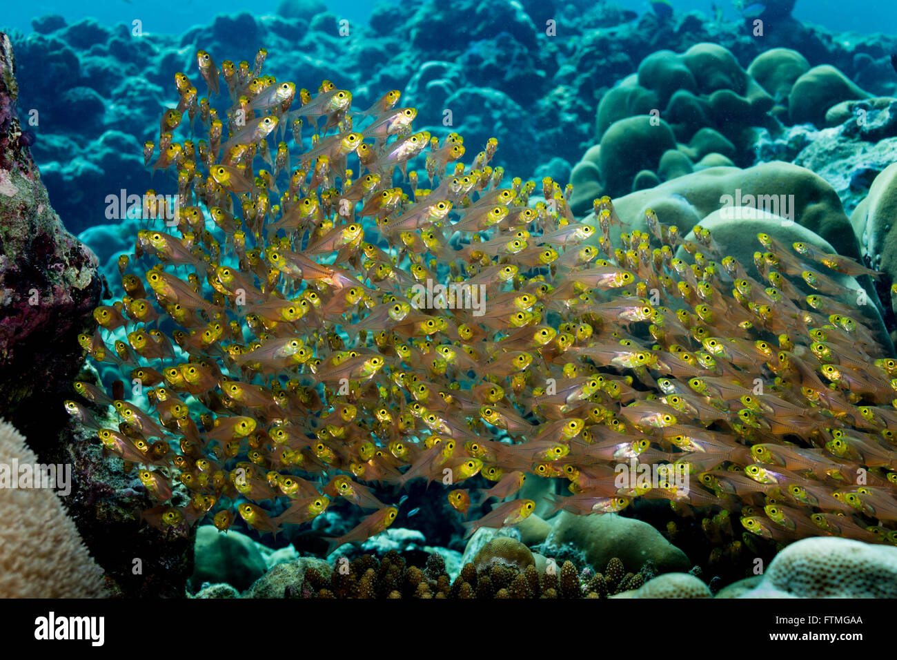 Masse de balayeurs d'or. Banque D'Images